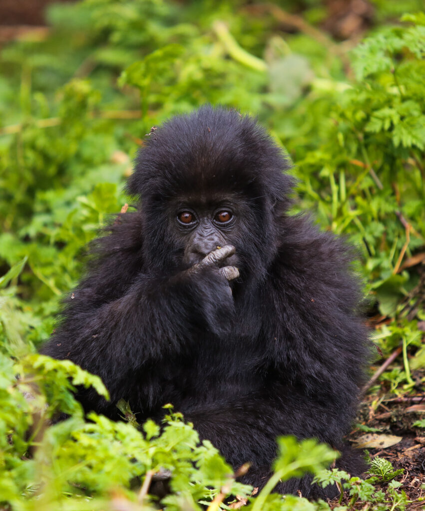 Trekking with gorillas in Rwanda