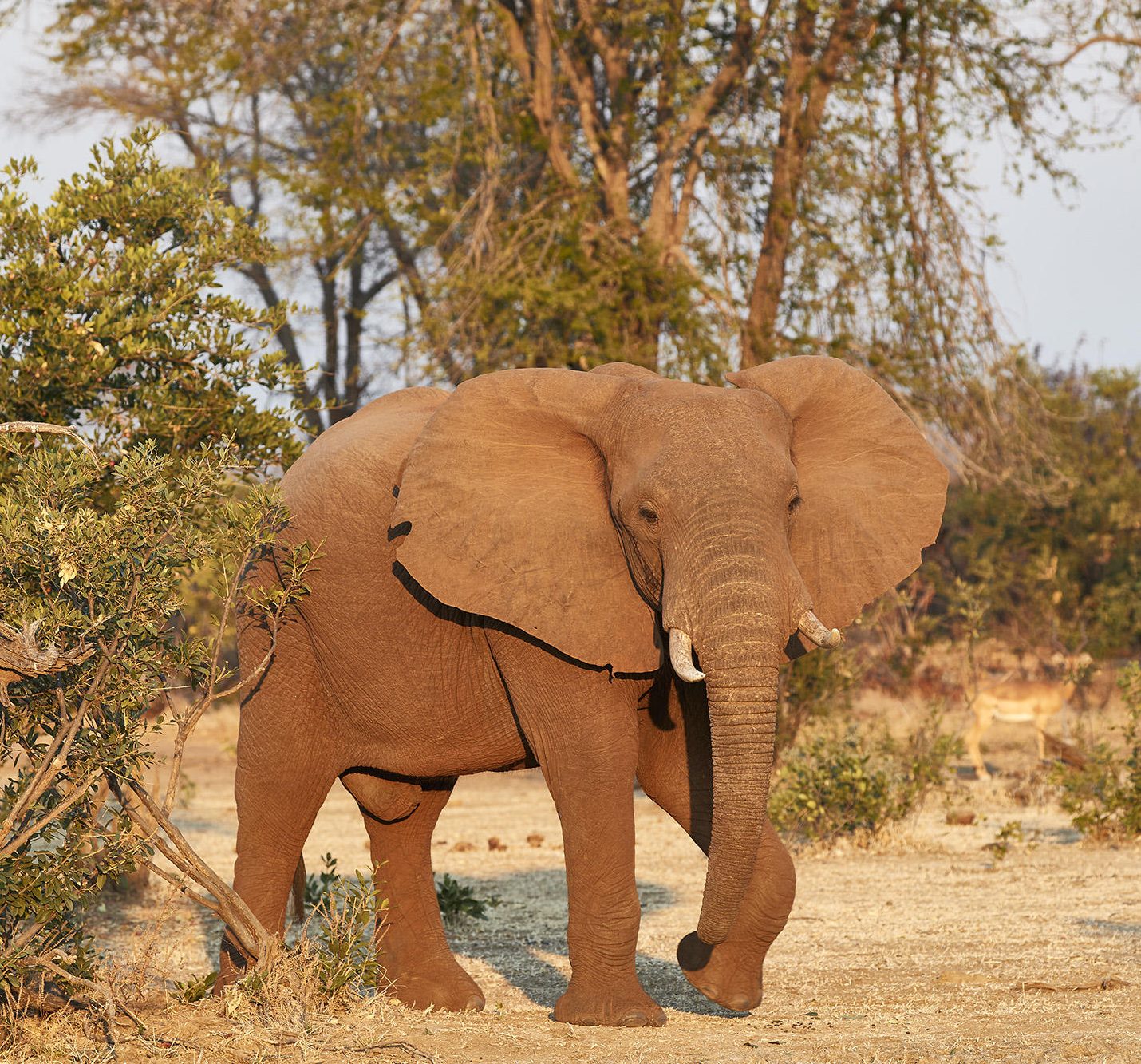 Zambia