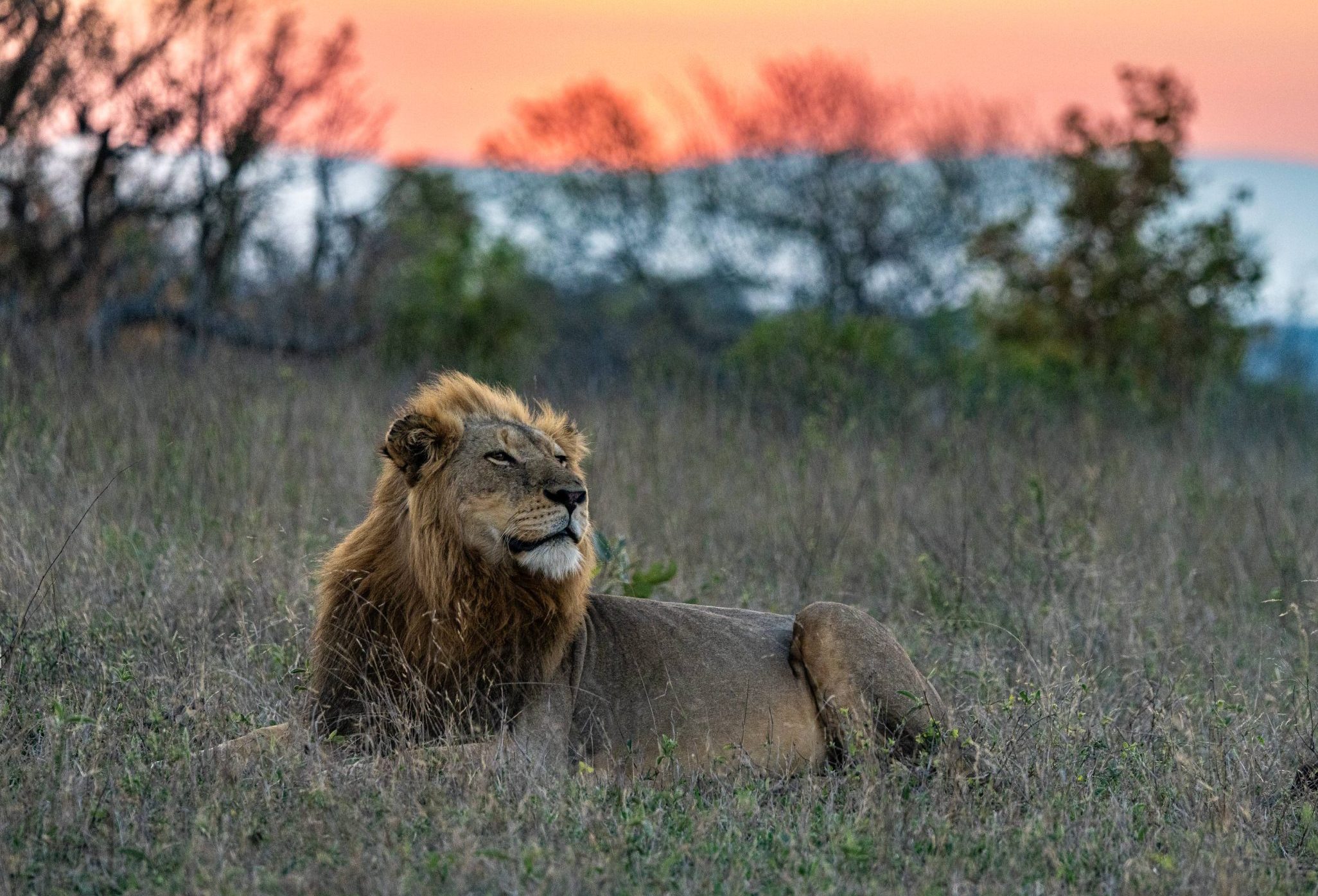 Big Cat Photographic Adventure