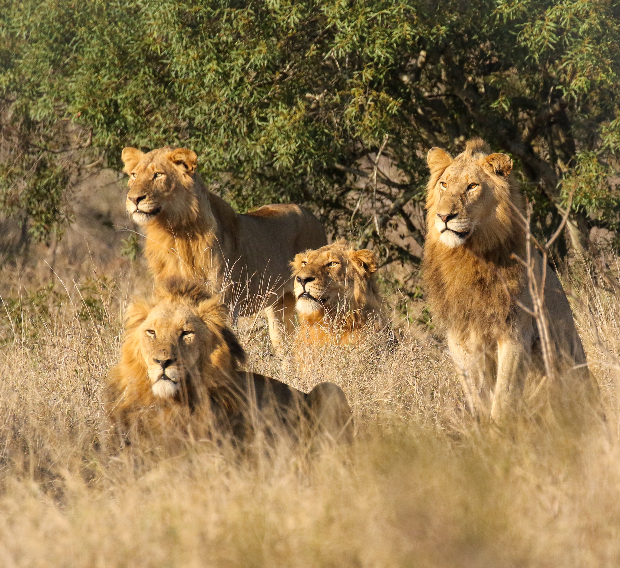 An Epic African Adventure with Nic Turpin