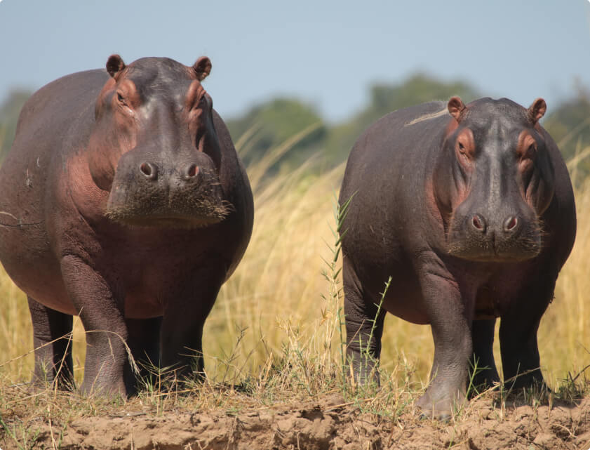 Hippopotamus Image