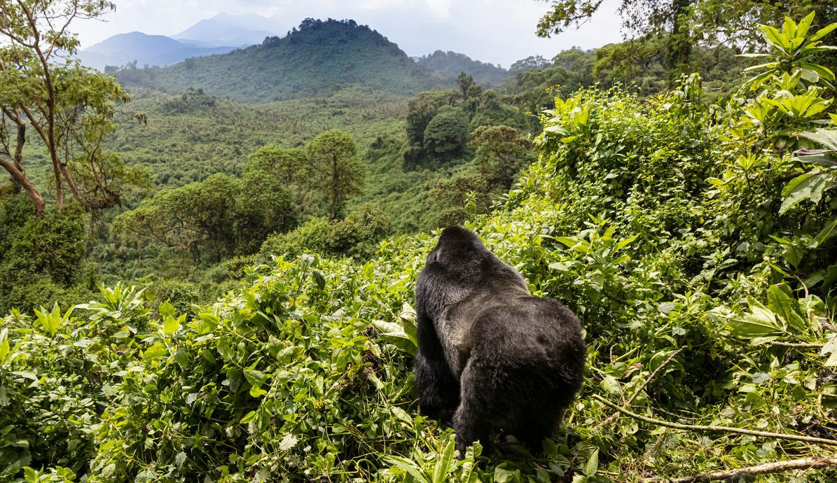 Safari & Gorillas