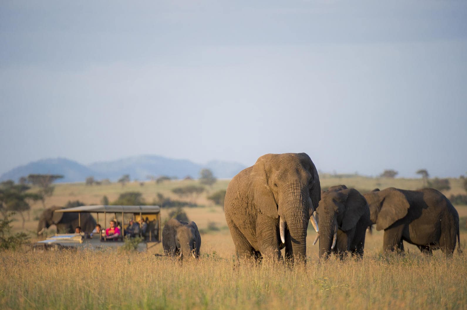 Best of the Serengeti