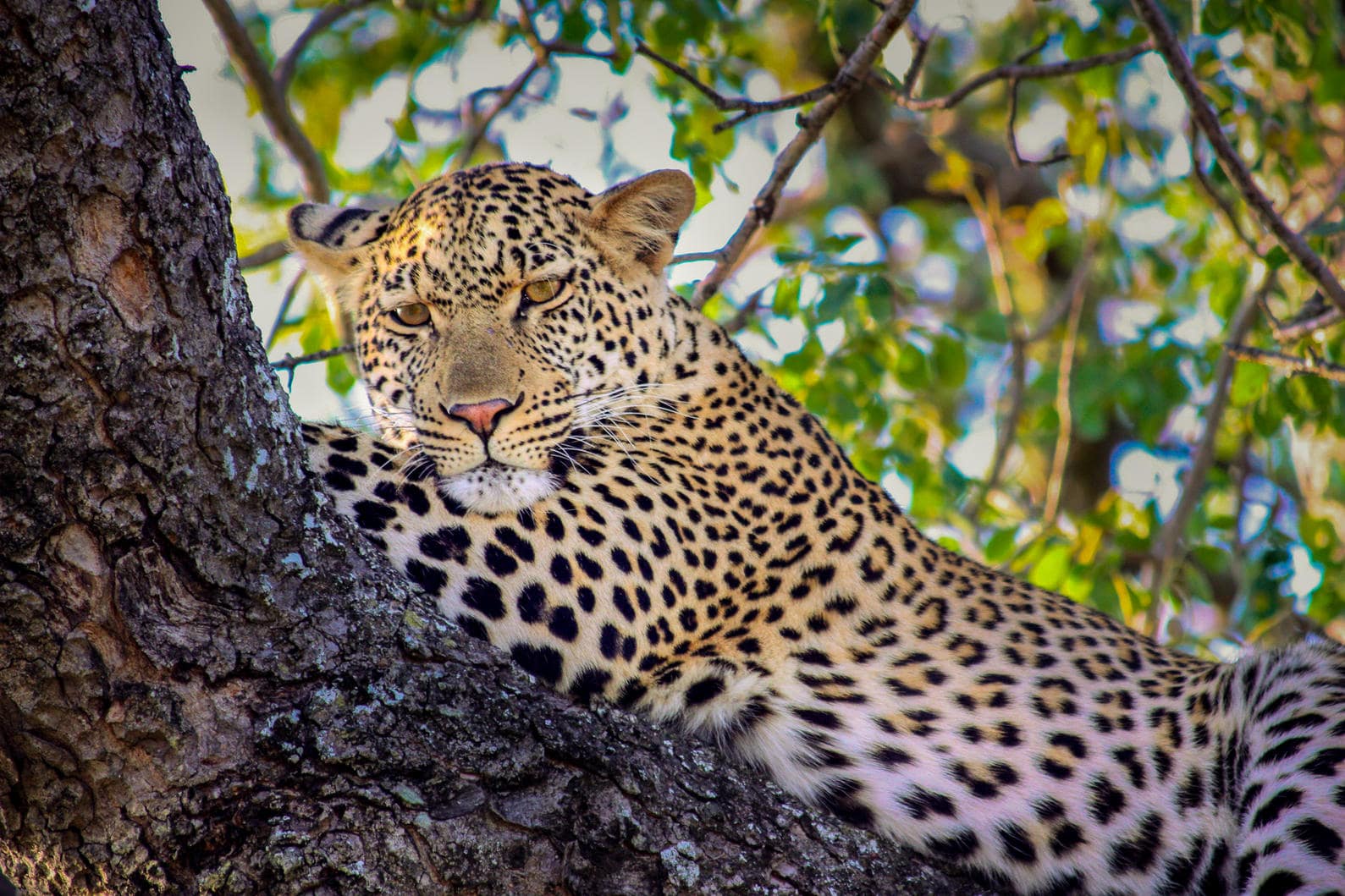 Best of South Africa
