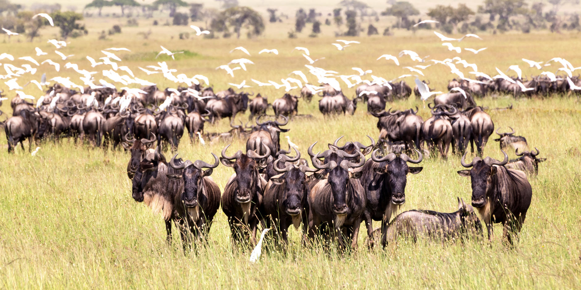 East African Safari