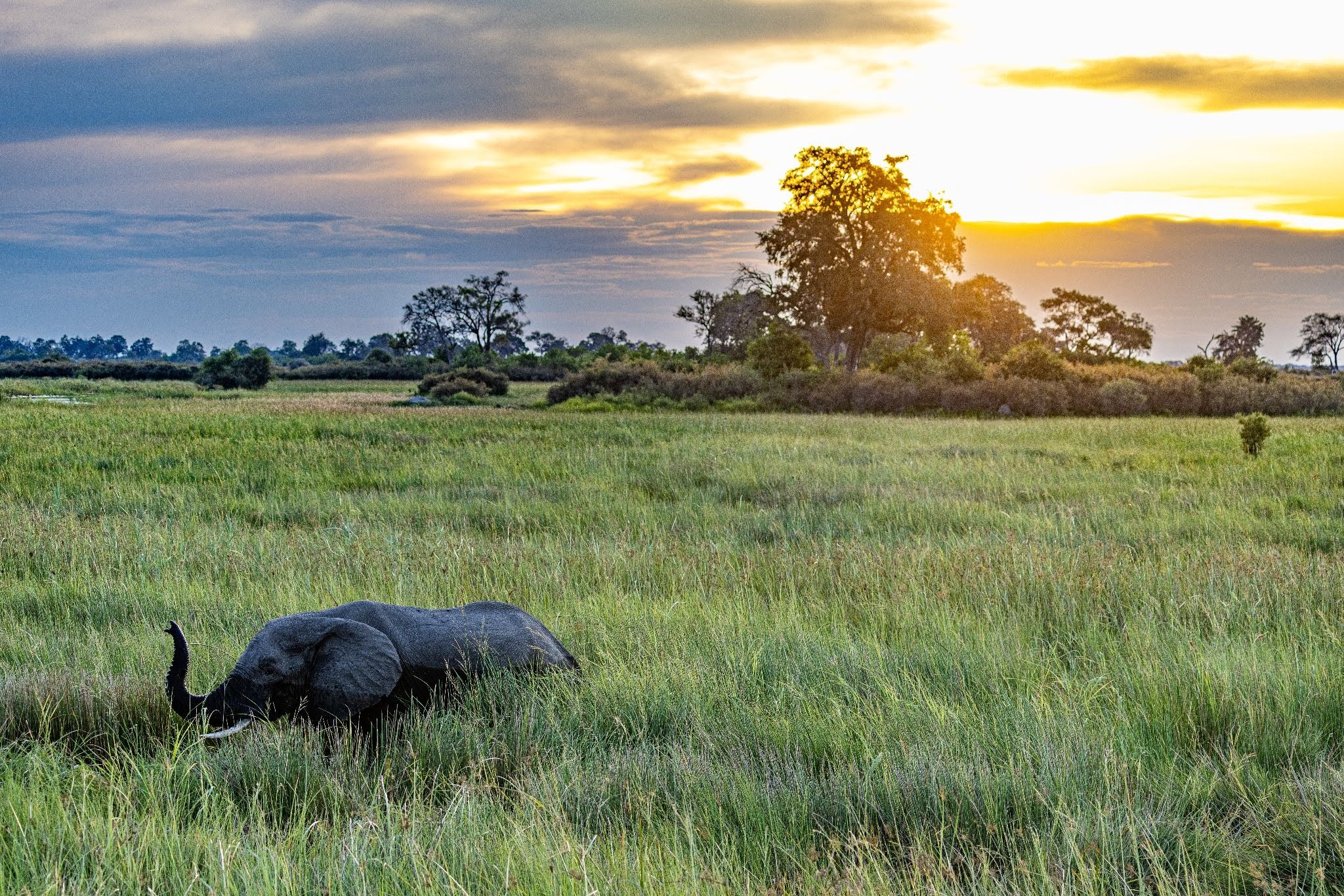 Best Time to Travel to Botswana for Safari